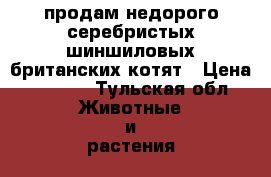 продам недорого серебристых шиншиловых британских котят › Цена ­ 5 000 - Тульская обл. Животные и растения » Кошки   